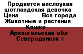 Продается вислоухая шотландская девочка › Цена ­ 8 500 - Все города Животные и растения » Кошки   . Архангельская обл.,Северодвинск г.